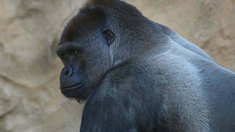 Adventures in history Why do gorillas hit their breasts?  Explain the science!