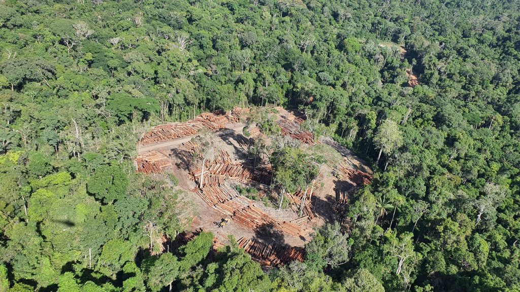 The wood company suspected of an illegal export has made links with European authorities from inside IBAMA, notes PF – 05/26/2021 – Environment