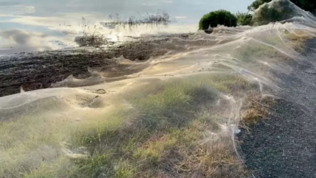 Cobwebs cover the city of Australia and astound the residents;  Watch the video |  Unusual world