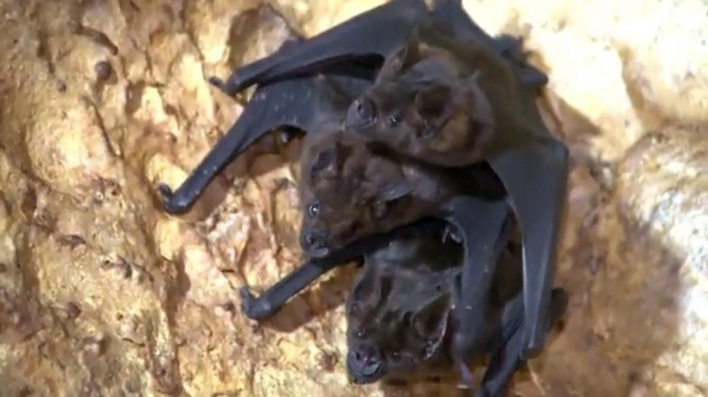 Controversy over the origin of Covid escalates after photos of bats in what could be a Wuhan lab |  Nice