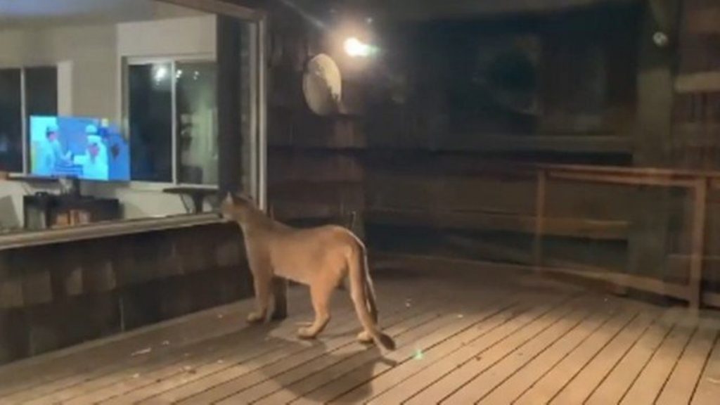 Puma intimidates a resident after visiting his home in the United States;  See |  Extraordinary world