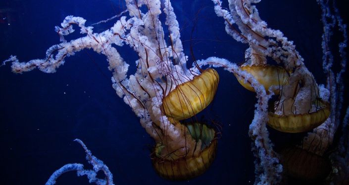 Fish found in dead jellyfish in the UK (photo)