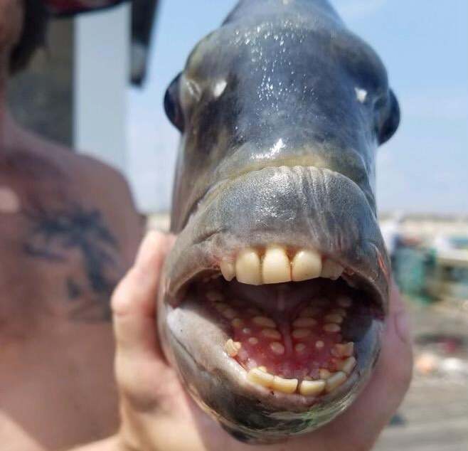 fish with human teeth surprise American fishermen;  look at the pictures