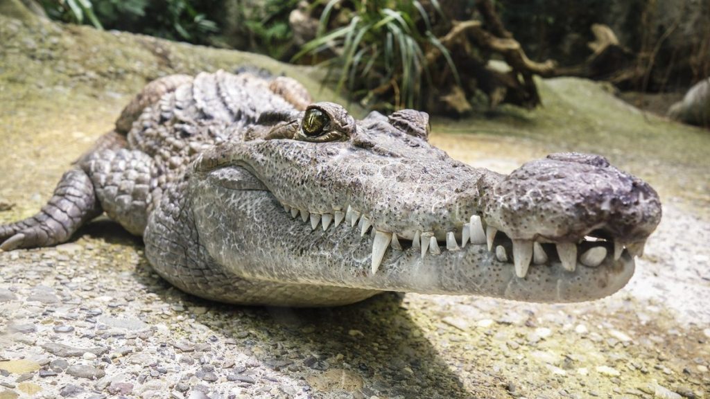 Man dies when crocodile attacks him in shed after Hurricane Ida |  Globalism