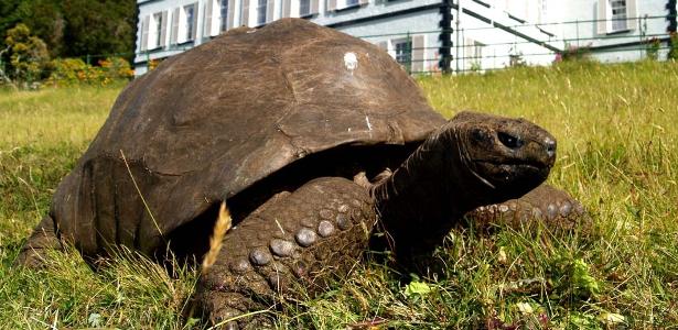 Meet the oldest animal in the world: Jonathan’s tortoise