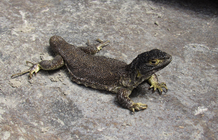 Scientists discover new species of lizards in southern Peru