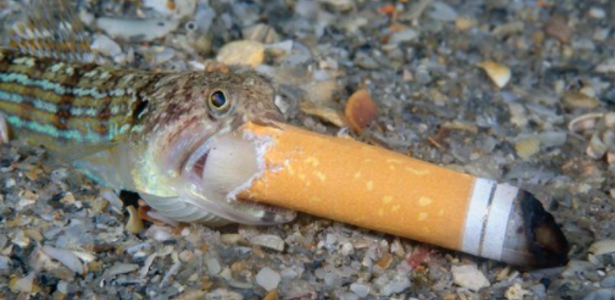 Photography award has a “smoking” fish and seahorse mask