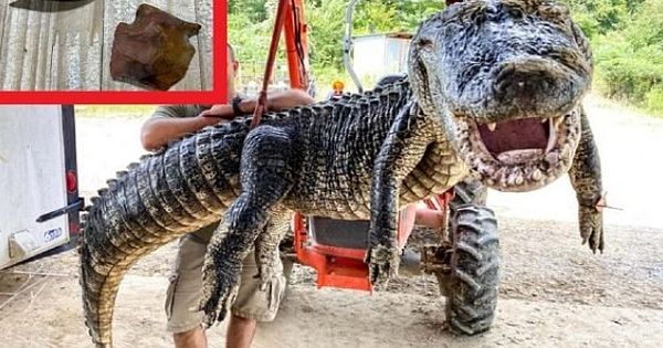 USA: The 5 meter crocodile had two historical objects in its stomach