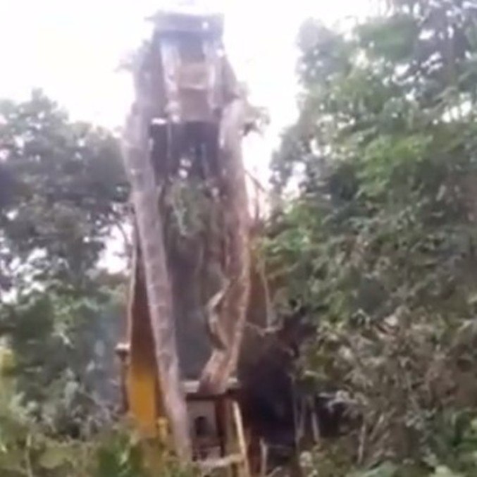 Huge snake saves excavator and scares workers – News