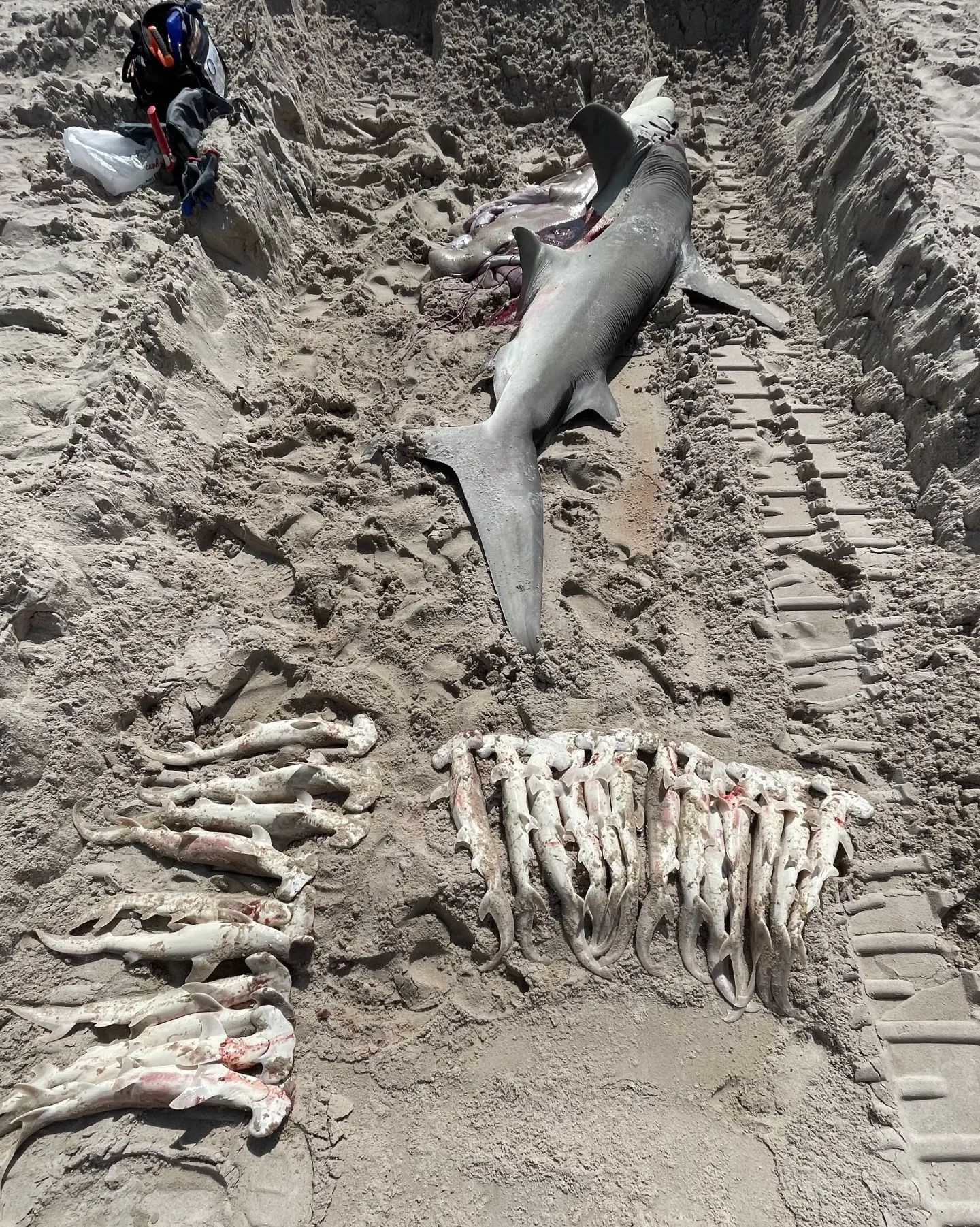 In the United States, a 3.5 meter pregnant shark was found dead off the coast of Florida (Photo: Reproduction / Instagram)