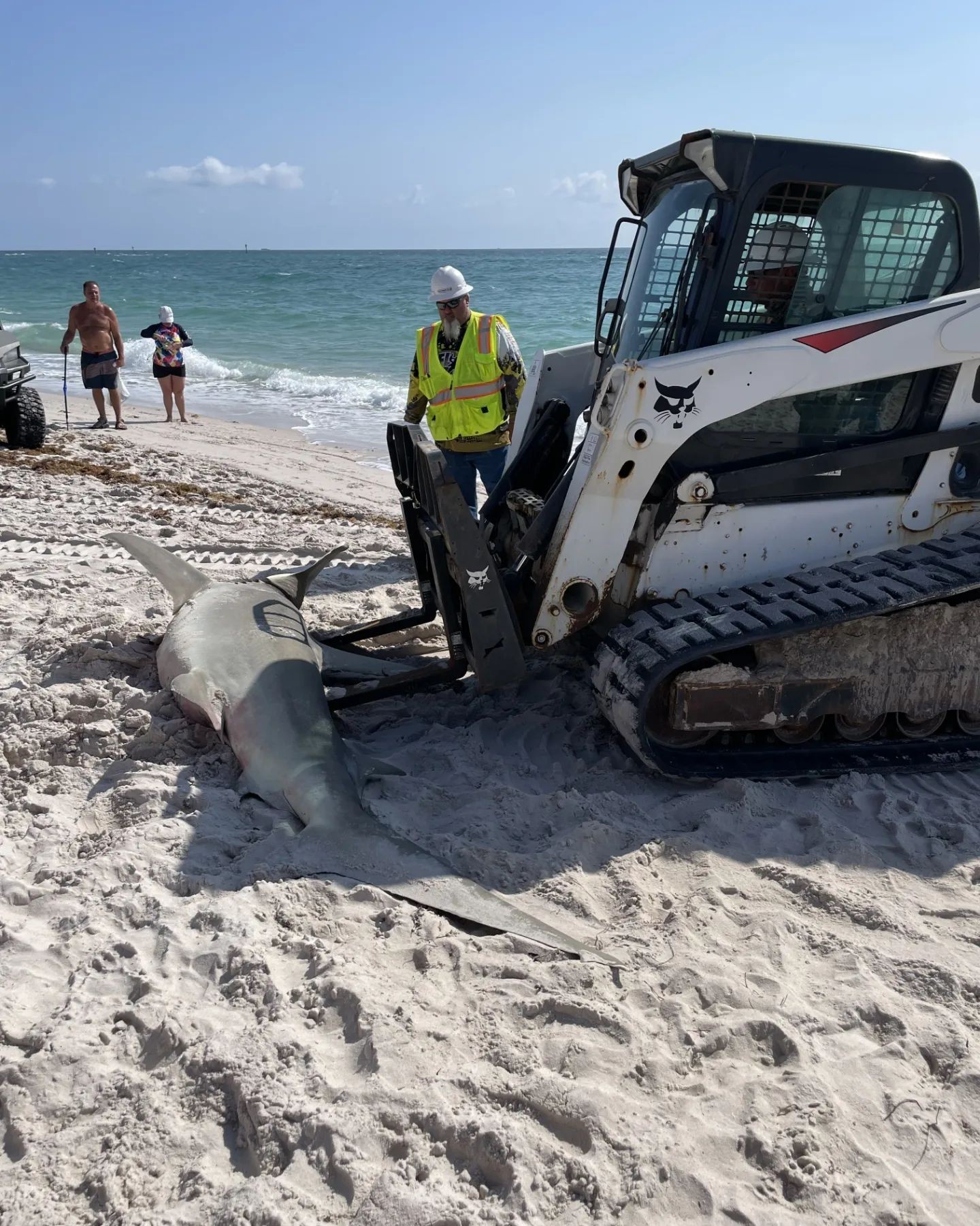 In the United States, a 3.5 meter pregnant shark was found dead off the coast of Florida (Photo: Reproduction / Instagram)