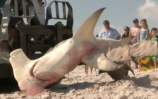 3.5m pregnant shark found dead off Florida, USA – Mary Clary Magazine