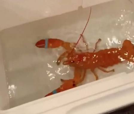 A rare orange crab was found in an American restaurant