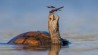 Friend or predator?  A “cute” picture of a turtle and a dragonfly reveals the terrifying truth of nature