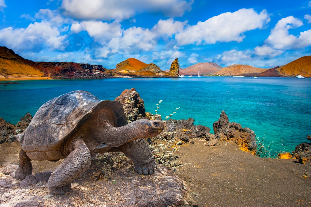 Why Turtles Matter: The Ecological Importance of These Ancient Reptiles